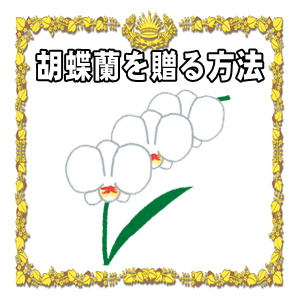就任祝いに胡蝶蘭を贈る方法など色の選び方や本数の選び方を解説
