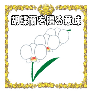 就任祝いに胡蝶蘭を贈る意味や胡蝶蘭が選ばれる理由を解説