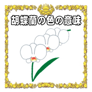 就任祝いの胡蝶蘭の色の意味や本数の意味や立て札の書き方を解説